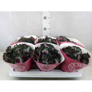 Begonia BD 'Purple Blush'