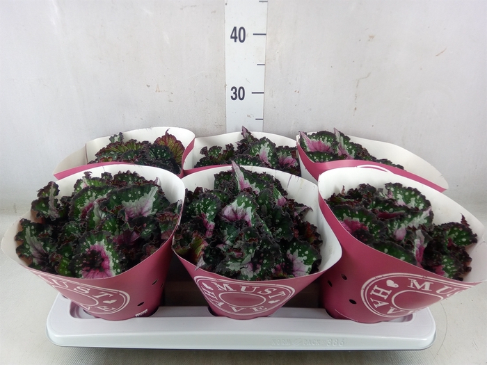 <h4>Begonia BD 'Purple Blush'</h4>