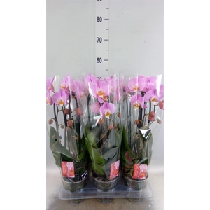 Phalaenopsis  'Elegant Cascade'