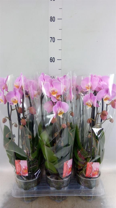 <h4>Phalaenopsis  'Elegant Cascade'</h4>