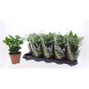 arr8 Coffea Arabica