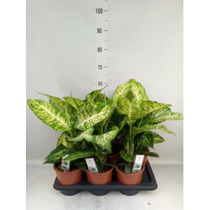 Dieffenbachia  'Mars'