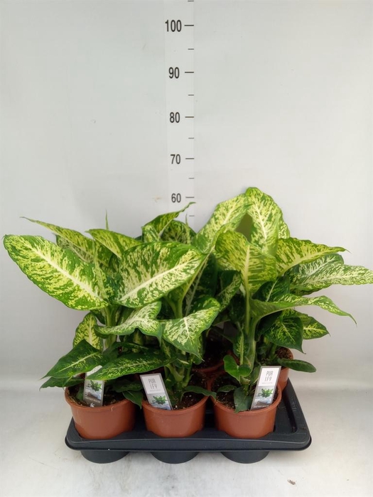 <h4>Dieffenbachia 'Mars'</h4>