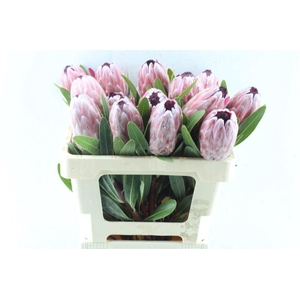 PROTEA PINK ICE