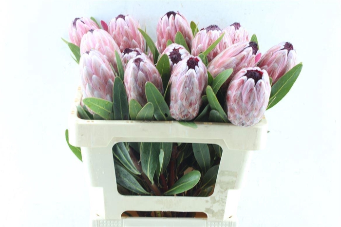<h4>PROTEA PINK ICE</h4>