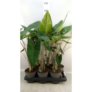 Alocasia zebrina