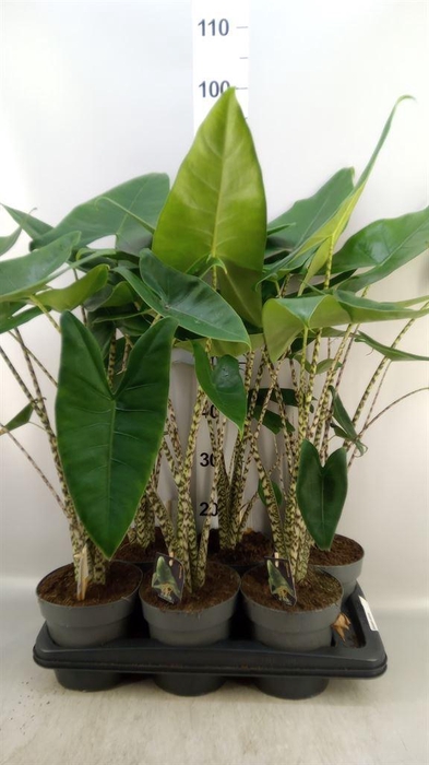 <h4>Alocasia zebrina</h4>
