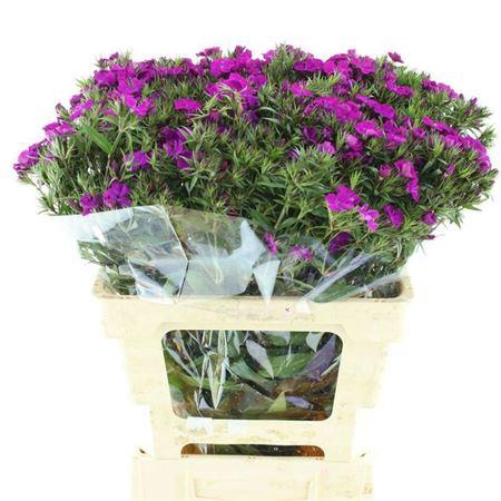 <h4>Di Barb Neon Purple X50</h4>