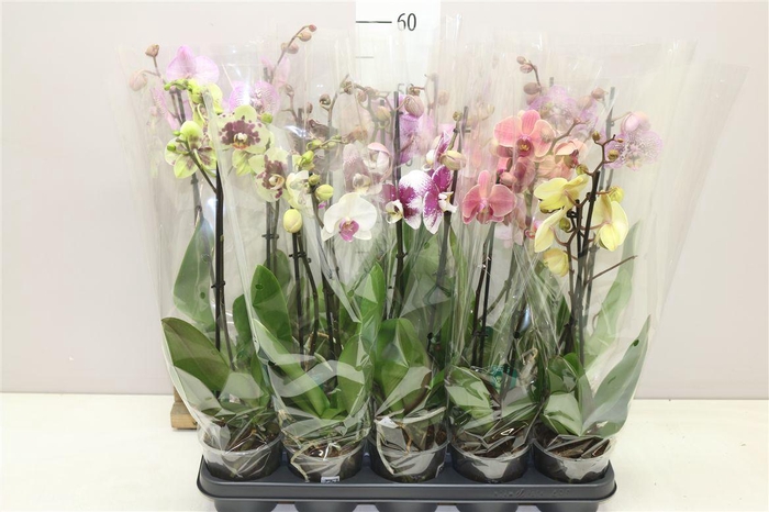 <h4>Phal Gemengd 2 Tak 14+</h4>