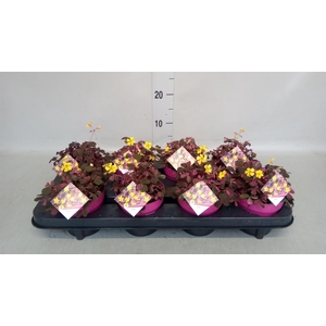 Oxalis   ...