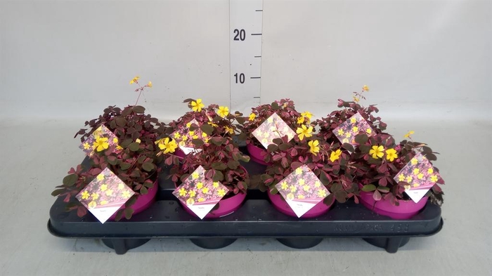 <h4>Oxalis   ...</h4>