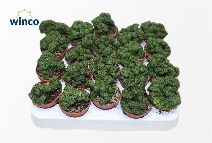 <h4>Euphorbia Green Elf Cristata</h4>