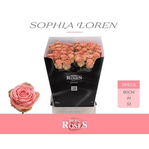 Rosa large sophia loren
