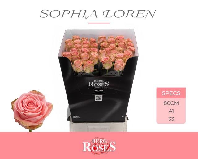<h4>Rosa large sophia loren</h4>
