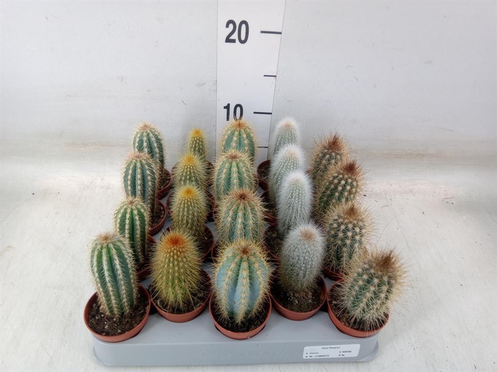 <h4>Cereus   ...</h4>