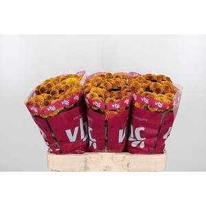 CHR S AAA DORIA ORAN