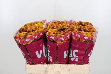 <h4>CHR S AAA DORIA ORAN</h4>