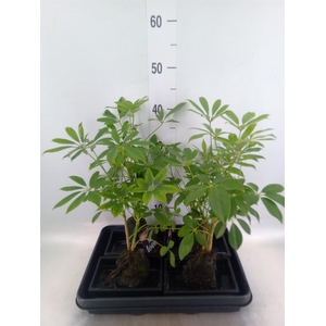 Arr.   Kamerplant Groen H%