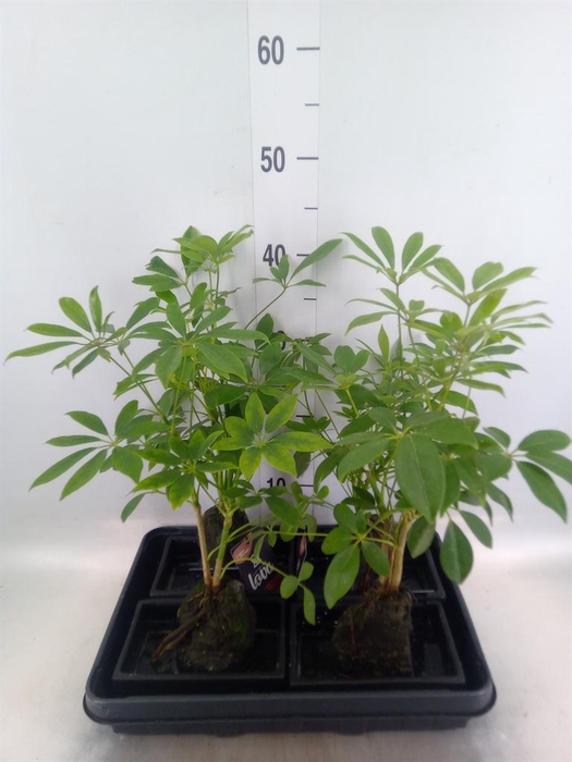 <h4>Arr.   Kamerplant Groen H%</h4>