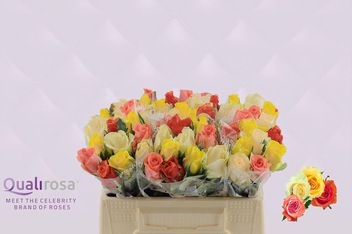 <h4>R Gr Mix Buttercup</h4>