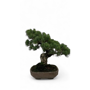 Pinus parviflora, 24cm, height 45cm. (single item)