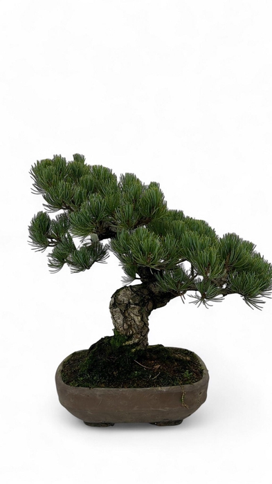 <h4>Pinus parviflora, 24cm, height 45cm. (single item)</h4>