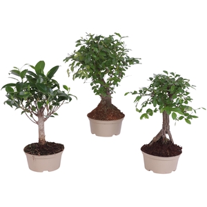 Bonsai Indoor Mix Ø11cm Ball Shape in Carbon Free Pot