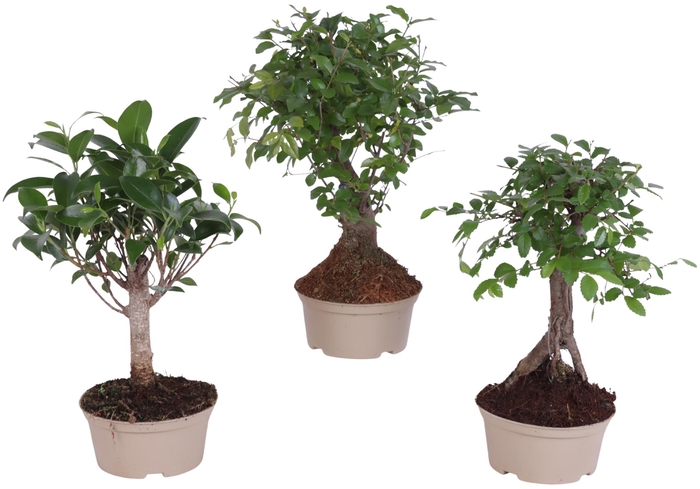 <h4>Bonsai Indoor Mix Ø11cm Ball Shape in Carbon Free Pot</h4>