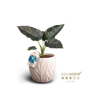 ALOCASIA HYBRID P12 Black Velvet Leaf