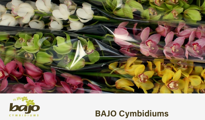 <h4>CYMB T GEM</h4>