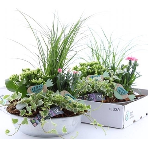 ARR TUINPLANTEN