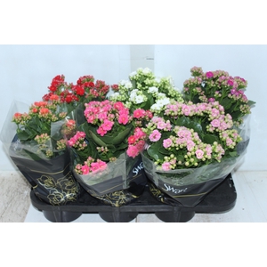 KALANCHOE DOBRADO P15