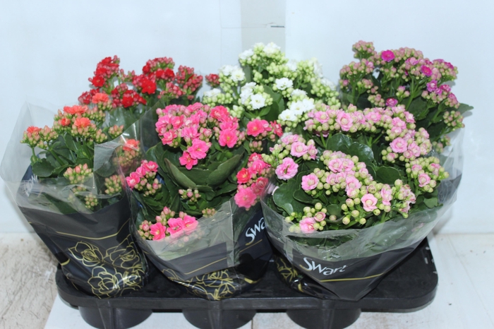 <h4>KALANCHOE DOBRADO P15</h4>