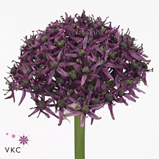 Allium Mercurius