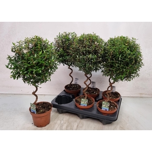 MYRTUS COM