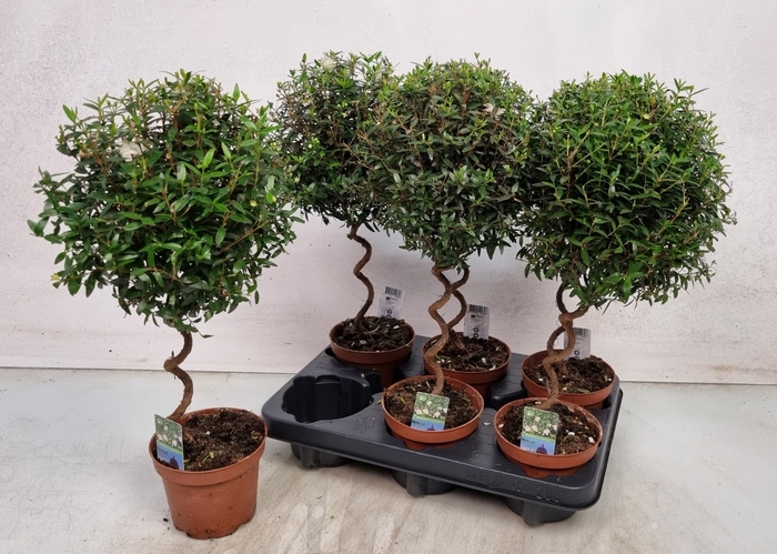 <h4>MYRTUS COM</h4>