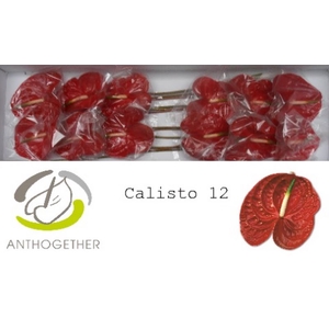 Anth A Calisto 13 cm X12 Bouman