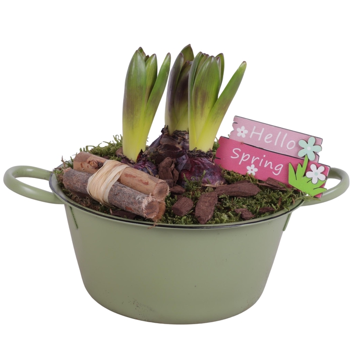 <h4>Bulbs Arr. Hyacint Zinc Bowl With Handles Green Ø20cm 3PP</h4>