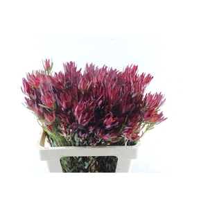 Leucad Sal Blush Ex