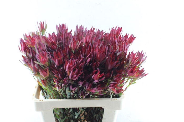 <h4>Leucad Sal Blush Ex</h4>