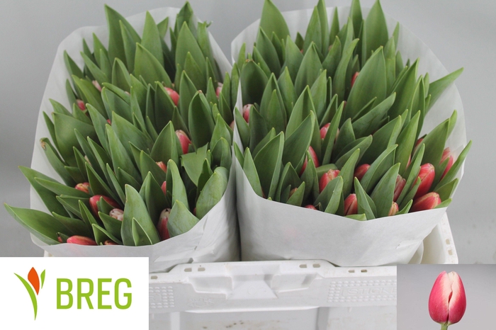 <h4>TU EN TIMELESS</h4>