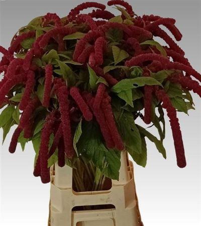 <h4>Amar Ca Rosary</h4>