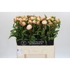 Paeonia Chiffon Parfait
