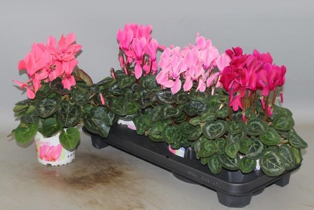 <h4>CYCL GR SUP XL</h4>