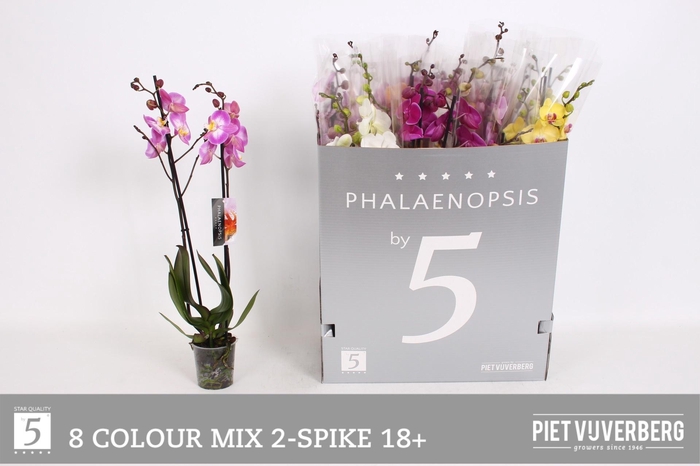 <h4>PHAL GEM 8 KL</h4>