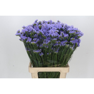 Limonium Statice Donau Birds