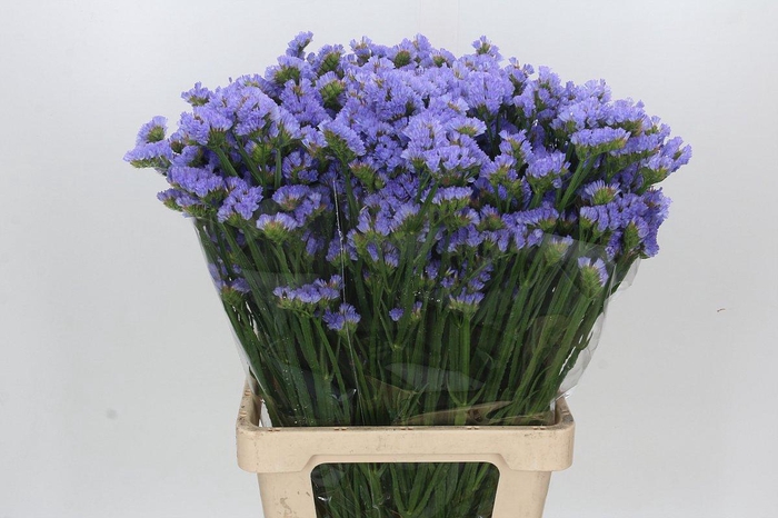 <h4>Limonium Statice Donau Birds</h4>