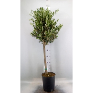 Olea europaea