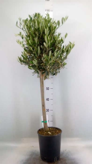 <h4>Olea europaea</h4>