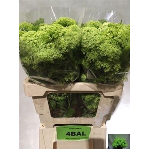 Viburnum Roseum St 60cm 4+